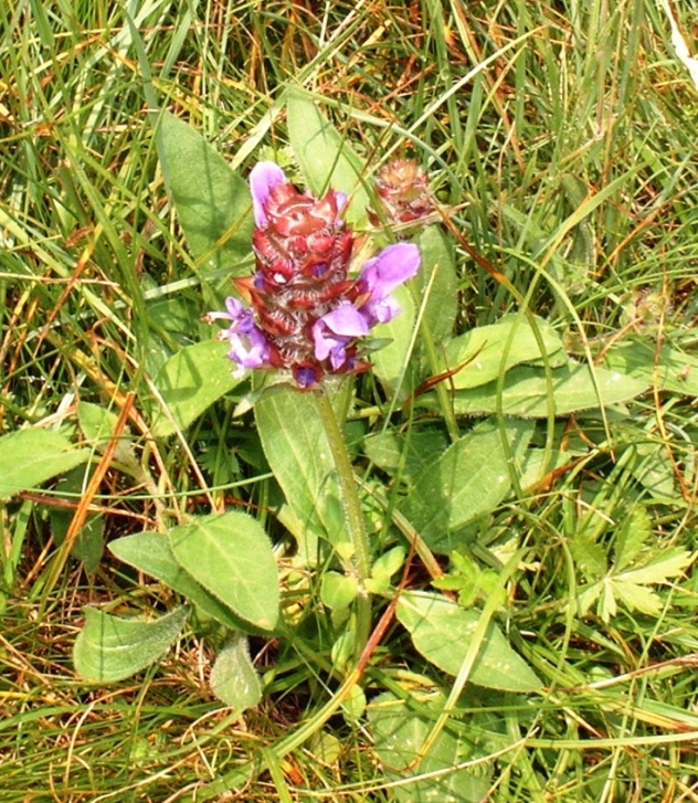 Prunella vulgaris